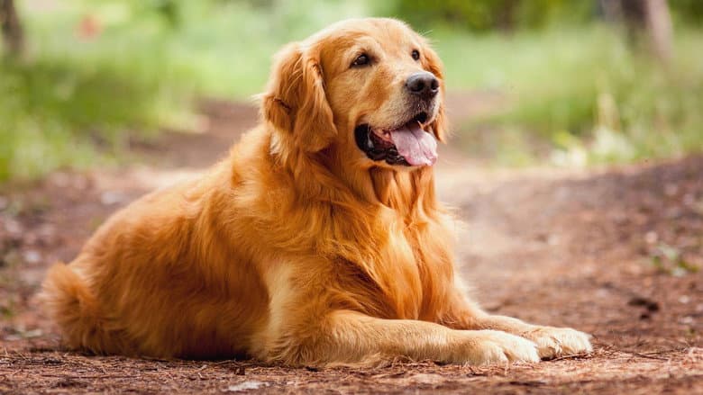 A Dog's Purpose - imagine 4