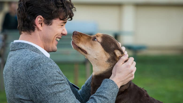 A Dog's Way Home - imagine 6