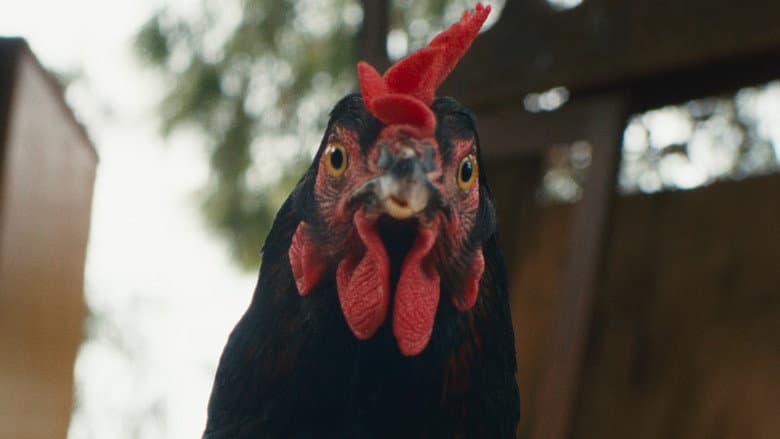 Hen - imagine 4