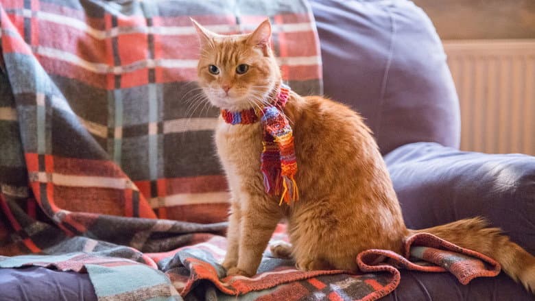 A Street Cat Named Bob - imagine 4