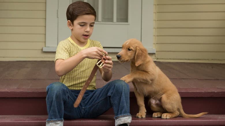 A Dog's Purpose - imagine 2