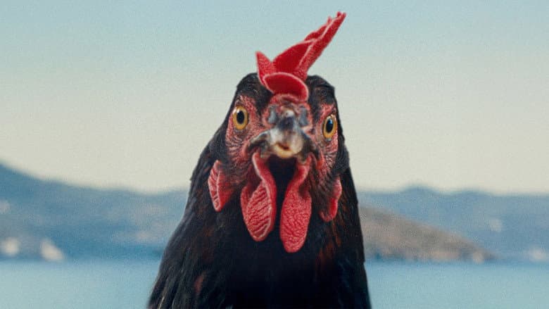 Hen - imagine 1