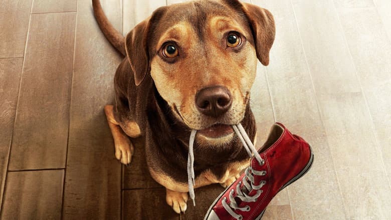 A Dog's Way Home - imagine 3