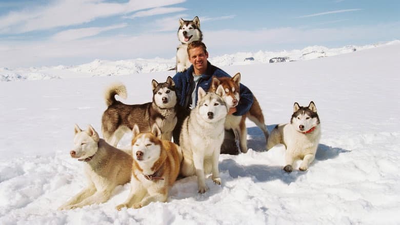 Eight Below - imagine 4