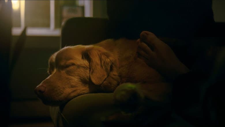 Good Boy - imagine 6