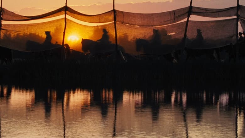 War Horse - imagine 4